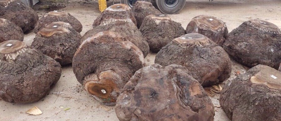 BÃI GỖ LONG DƯƠNG DA DẠNG CÁC MẶT HÀNG GỖ TRÒN